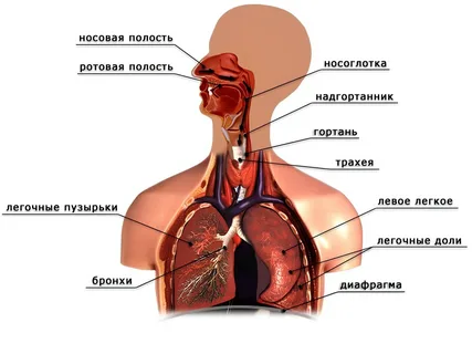 Дыхательная система